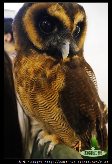 【大阪自助/自由行】天神橋筋咖啡館|貓頭鷹主題咖啡館|OWL Family 大阪店