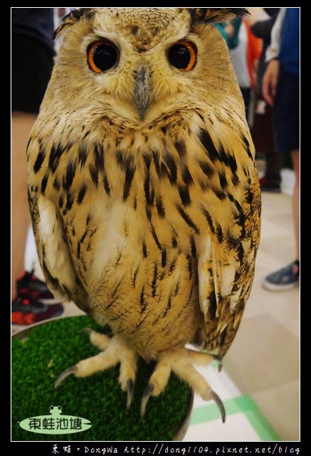 【大阪自助/自由行】天神橋筋咖啡館|貓頭鷹主題咖啡館|OWL Family 大阪店