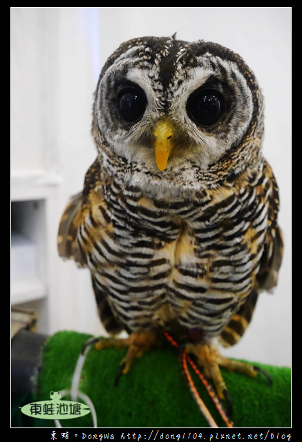 【大阪自助/自由行】天神橋筋咖啡館|貓頭鷹主題咖啡館|OWL Family 大阪店