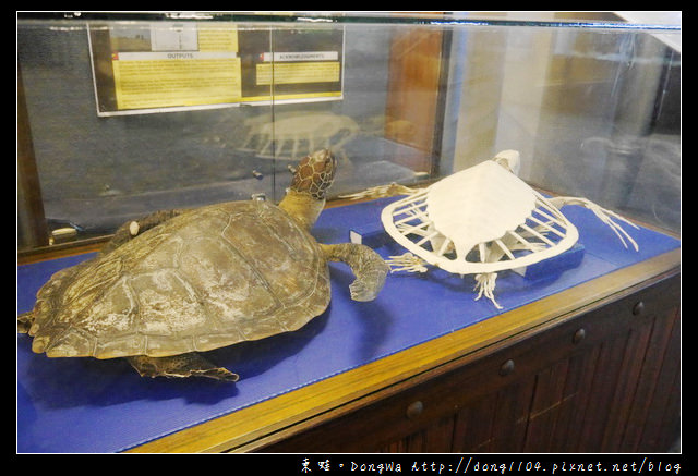 【沙巴自助/自由行】沙巴景點|沙巴大學 UMS|深海水族館（ Aquarium and Marine Museum ）