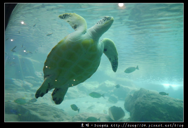 【沙巴自助/自由行】沙巴景點|沙巴大學 UMS|深海水族館（ Aquarium and Marine Museum ）