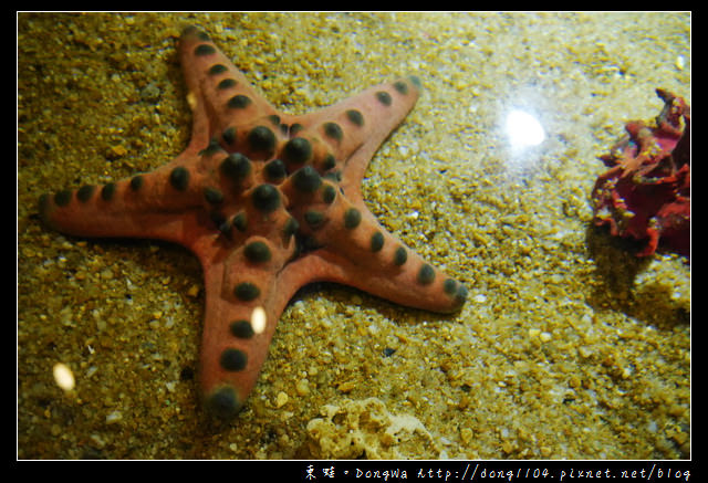 【沙巴自助/自由行】沙巴景點|沙巴大學 UMS|深海水族館（ Aquarium and Marine Museum ）