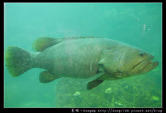 【沙巴自助/自由行】沙巴景點|沙巴大學 UMS|深海水族館（ Aquarium and Marine Museum ）