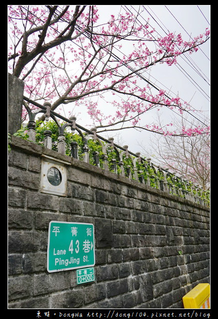 【台北遊記】2017.01.23 櫻花花況|陽明山平菁街42巷賞櫻去