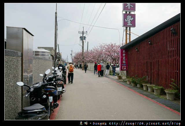 【台北遊記】2017.01.23 櫻花花況|陽明山平菁街42巷賞櫻去