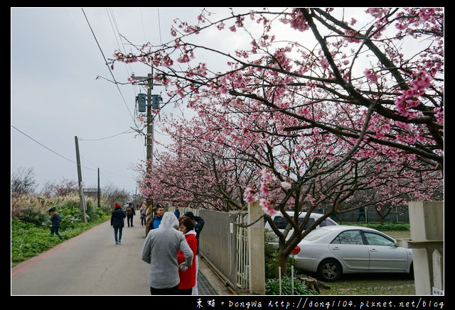 【台北遊記】2017.01.23 櫻花花況|陽明山平菁街42巷賞櫻去