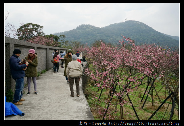 【台北遊記】2017.01.23 櫻花花況|陽明山平菁街42巷賞櫻去