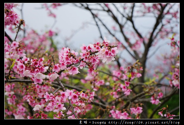 【台北遊記】2017.01.23 櫻花花況|陽明山平菁街42巷賞櫻去