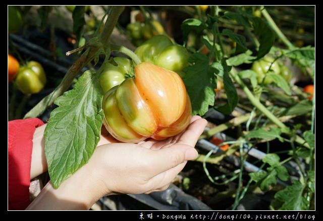 【新竹遊記】新竹免費景點|全國唯一蕃茄品種最多|金勇DIY蕃茄休閒農場