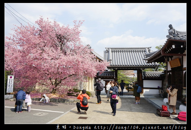 【大阪自助/自由行】京都賞櫻景點推薦|出町柳長德寺阿龜櫻 おかめ桜