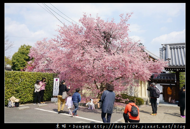 【大阪自助/自由行】京都賞櫻景點推薦|出町柳長德寺阿龜櫻 おかめ桜