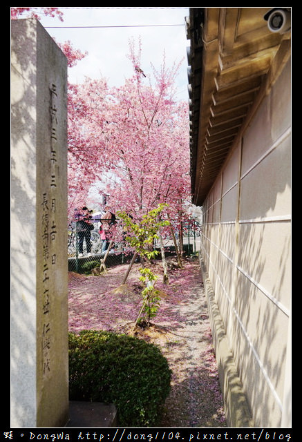 【大阪自助/自由行】京都賞櫻景點推薦|出町柳長德寺阿龜櫻 おかめ桜