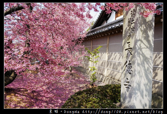 【大阪自助/自由行】京都賞櫻景點推薦|出町柳長德寺阿龜櫻 おかめ桜