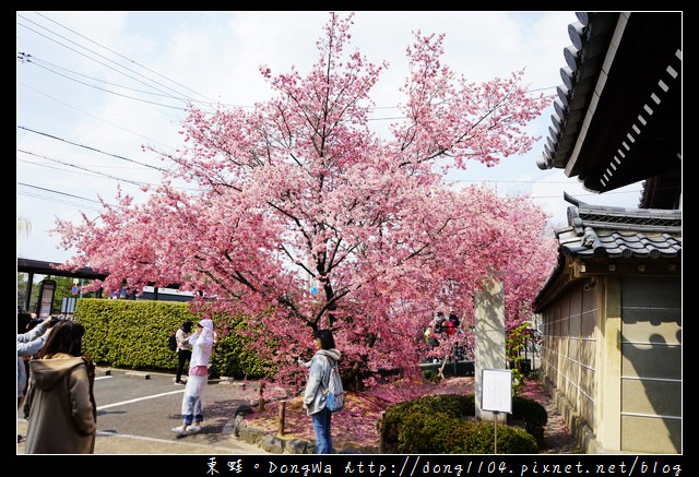 【大阪自助/自由行】京都賞櫻景點推薦|出町柳長德寺阿龜櫻 おかめ桜