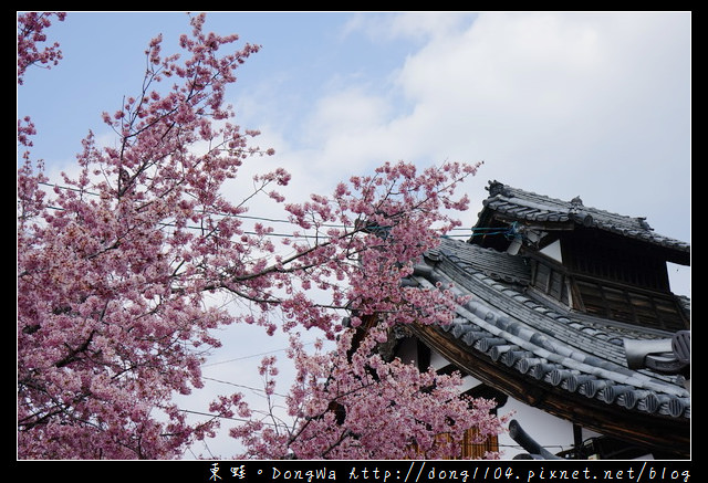 【大阪自助/自由行】京都賞櫻景點推薦|出町柳長德寺阿龜櫻 おかめ桜
