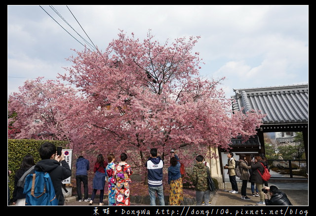 【大阪自助/自由行】京都賞櫻景點推薦|出町柳長德寺阿龜櫻 おかめ桜