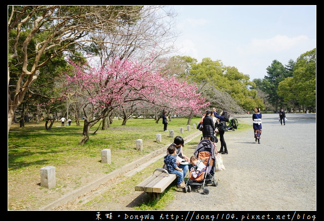 【大阪自助/自由行】京都賞櫻景點推薦|丸太町京都御苑枝垂櫻 寒紅梅