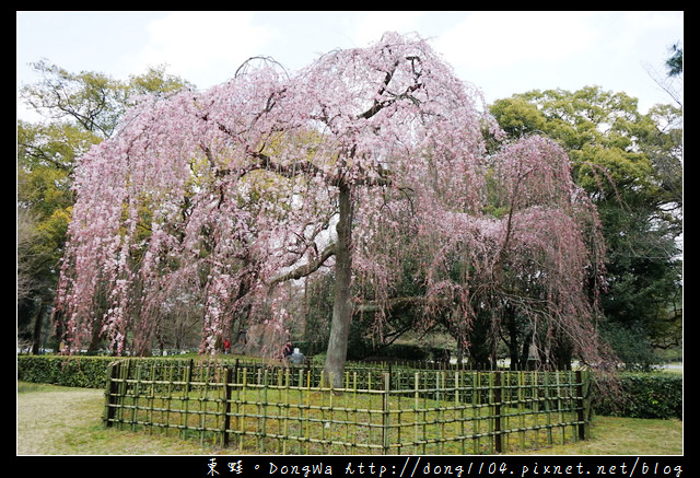【大阪自助/自由行】京都賞櫻景點推薦|丸太町京都御苑枝垂櫻 寒紅梅