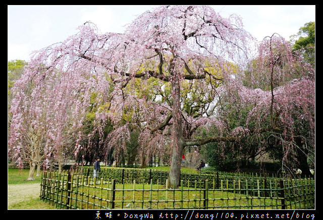 【大阪自助/自由行】京都賞櫻景點推薦|丸太町京都御苑枝垂櫻 寒紅梅