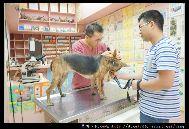 【基隆寵物醫院推薦】小動物免費健康檢查|基隆寵物醫院-汎汶動物醫院