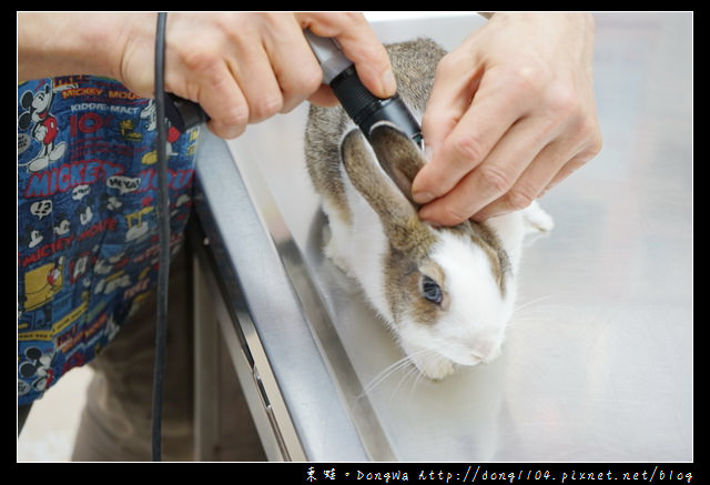 【基隆寵物醫院推薦】小動物免費健康檢查|基隆寵物醫院-汎汶動物醫院