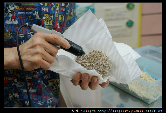 【基隆寵物醫院推薦】小動物免費健康檢查|基隆寵物醫院-汎汶動物醫院