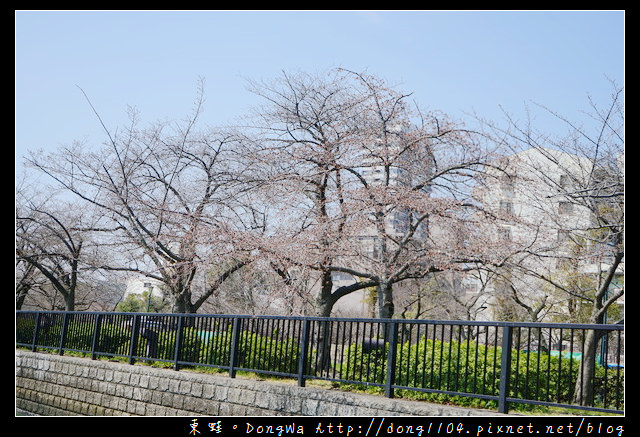 【大阪自助/自由行】大阪周遊卡免費景點 櫻花季節限定|大川櫻花遊覽船 大川さくらクルーズ