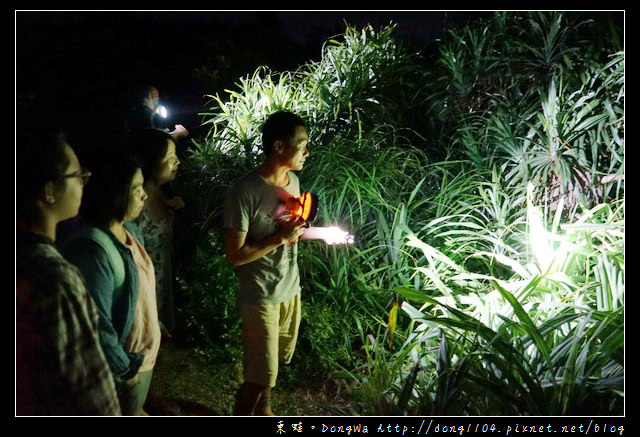 【綠島遊記】綠島民宿夜遊活動|綠島生態介紹 夜探梅花鹿 津田氏大頭竹節蟲