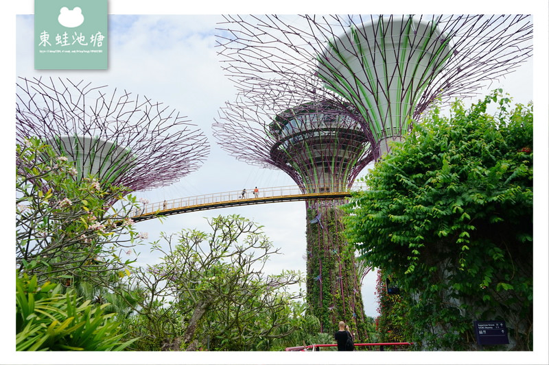 【新加坡免費景點推薦】Gardens by the Bay 濱海灣花園 SUPERTREE GROVE