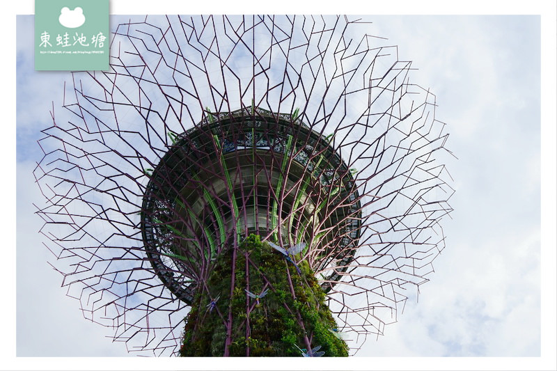 【新加坡免費景點推薦】Gardens by the Bay 濱海灣花園 SUPERTREE GROVE