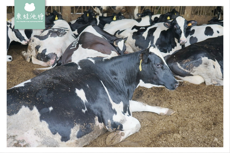 【苗栗竹南親子景點推薦】牧場披薩DIY 餵小牛喝奶奶 極速滑草場 四方鮮乳牧場