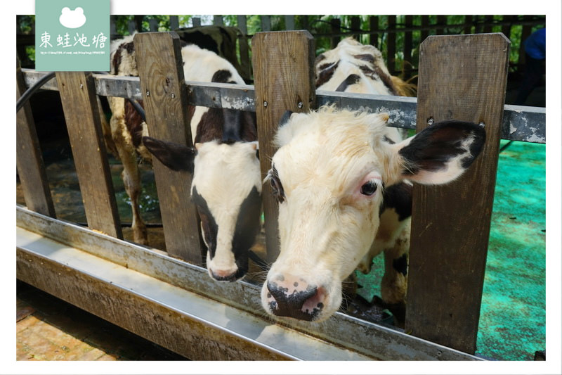 【苗栗竹南親子景點推薦】牧場披薩DIY 餵小牛喝奶奶 極速滑草場 四方鮮乳牧場