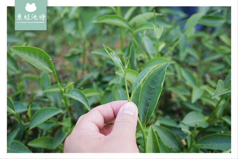 【苗栗頭份採茶趣】有機茶特等金牌獎 一心二葉東方美人茶 日新茶園