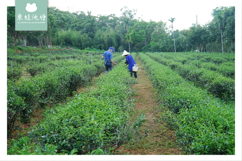 【苗栗頭份採茶趣】有機茶特等金牌獎 一心二葉東方美人茶 日新茶園