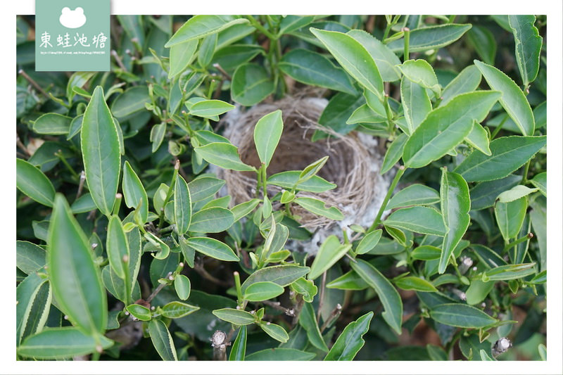 【苗栗頭份採茶趣】有機茶特等金牌獎 一心二葉東方美人茶 日新茶園