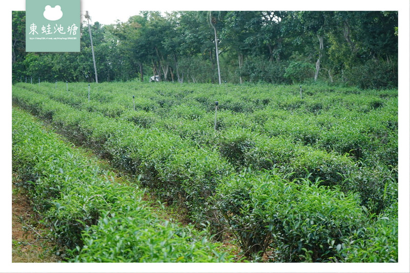 【苗栗頭份採茶趣】有機茶特等金牌獎 一心二葉東方美人茶 日新茶園