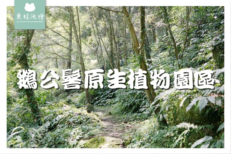 【苗栗南庄免費景點】彷彿走進龍貓森林裡 鵝公髻原生植物園區