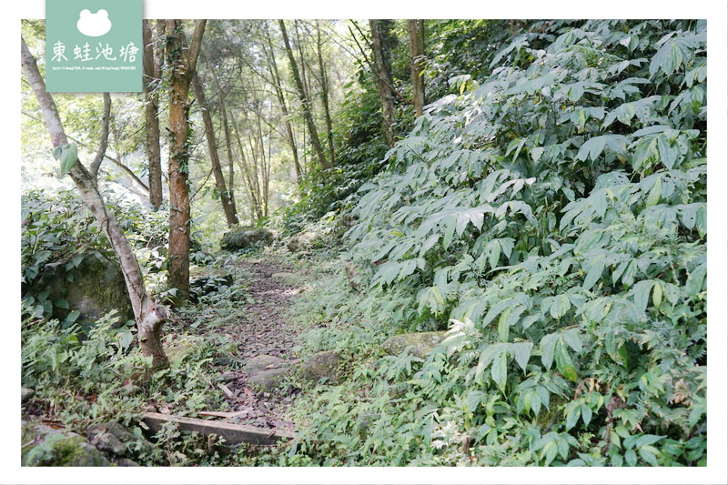 【苗栗南庄免費景點】彷彿走進龍貓森林裡 鵝公髻原生植物園區