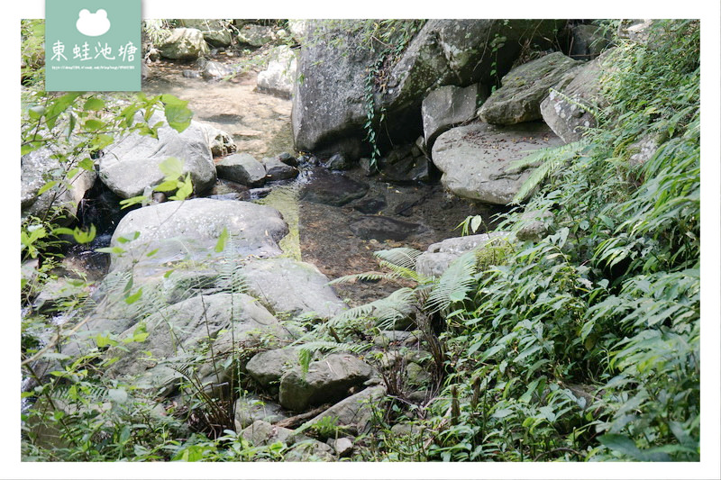 【苗栗南庄免費景點】彷彿走進龍貓森林裡 鵝公髻原生植物園區