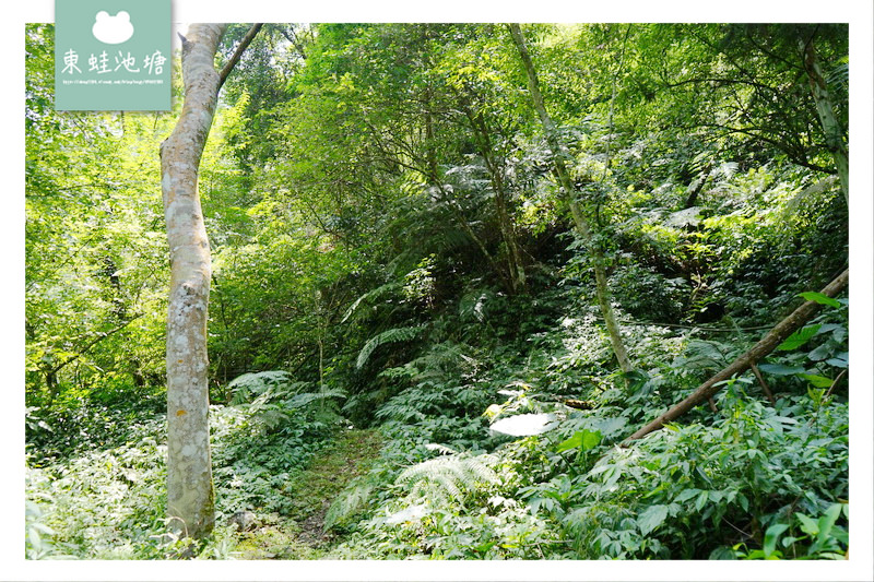 【苗栗南庄免費景點】彷彿走進龍貓森林裡 鵝公髻原生植物園區