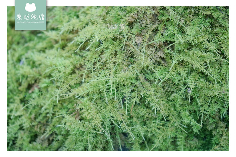 【苗栗南庄免費景點】彷彿走進龍貓森林裡 鵝公髻原生植物園區