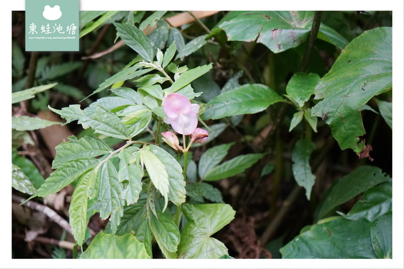 【苗栗南庄免費景點】彷彿走進龍貓森林裡 鵝公髻原生植物園區