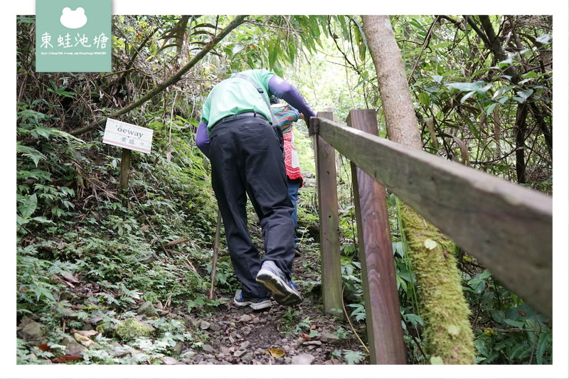 【苗栗南庄免費景點】彷彿走進龍貓森林裡 鵝公髻原生植物園區