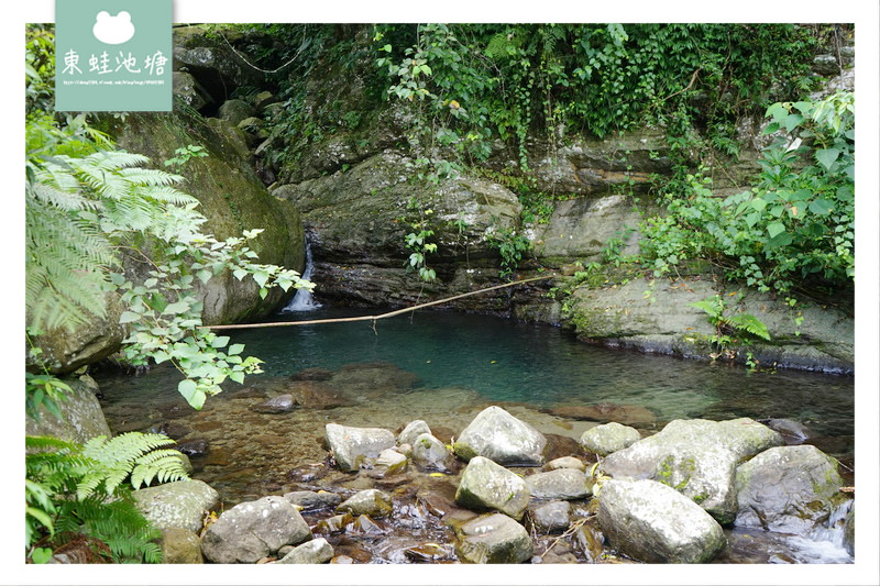 【苗栗南庄免費景點】彷彿走進龍貓森林裡 鵝公髻原生植物園區