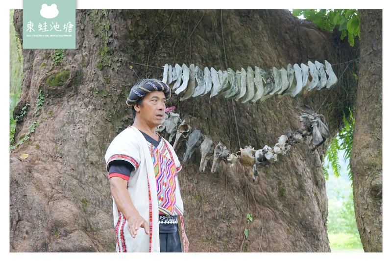 【台東一日遊行程推薦】縱谷原遊會 餐桌上的部落旅行 永康部落 布農八部合音/報戰功/薑黃糯米搗麻糬體驗