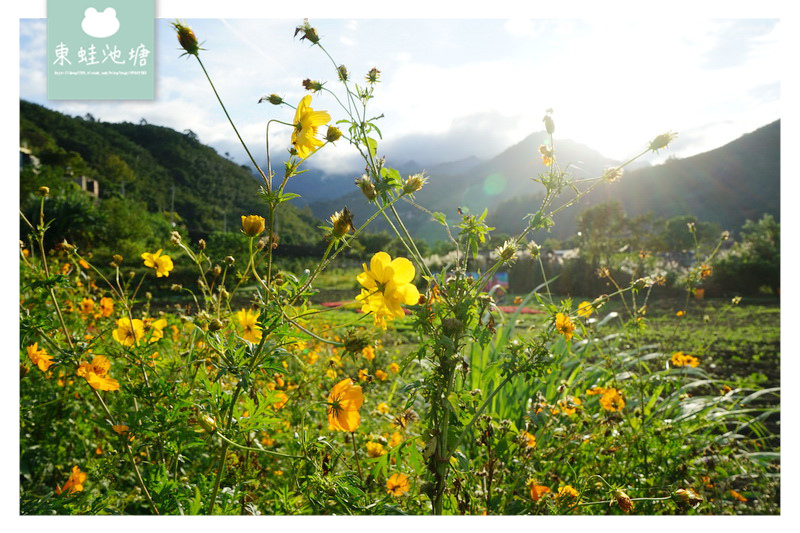 【桃園復興賞花趣】泰雅族菱形紋花園 薰衣草花海 溪口地景藝術