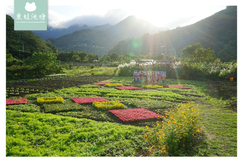 【桃園復興賞花趣】泰雅族菱形紋花園 薰衣草花海 溪口地景藝術