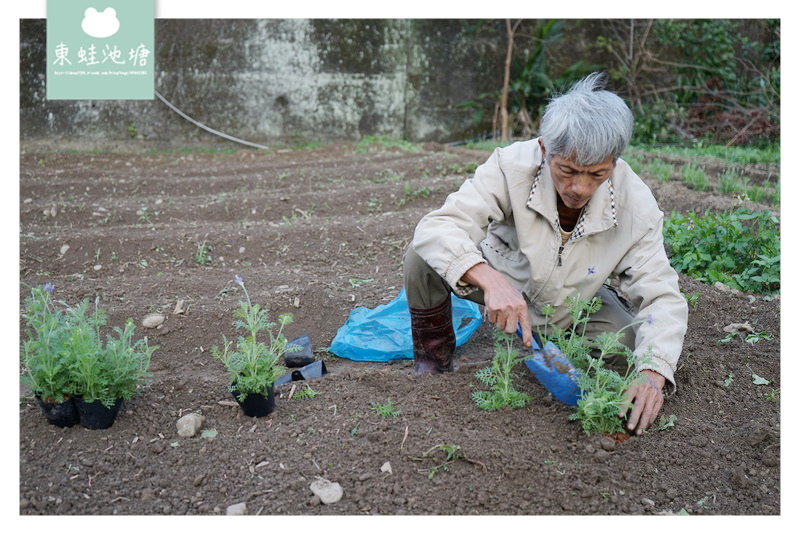 【桃園復興賞花趣】泰雅族菱形紋花園 薰衣草花海 溪口地景藝術