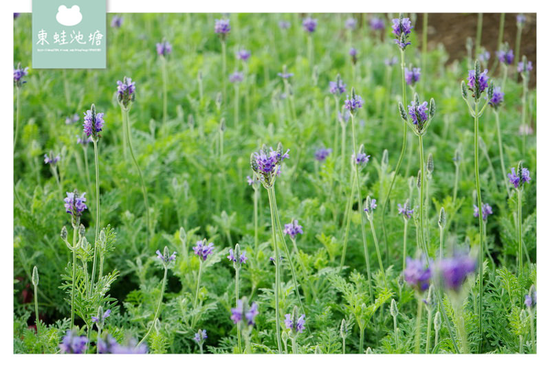 【桃園復興賞花趣】泰雅族菱形紋花園 薰衣草花海 溪口地景藝術