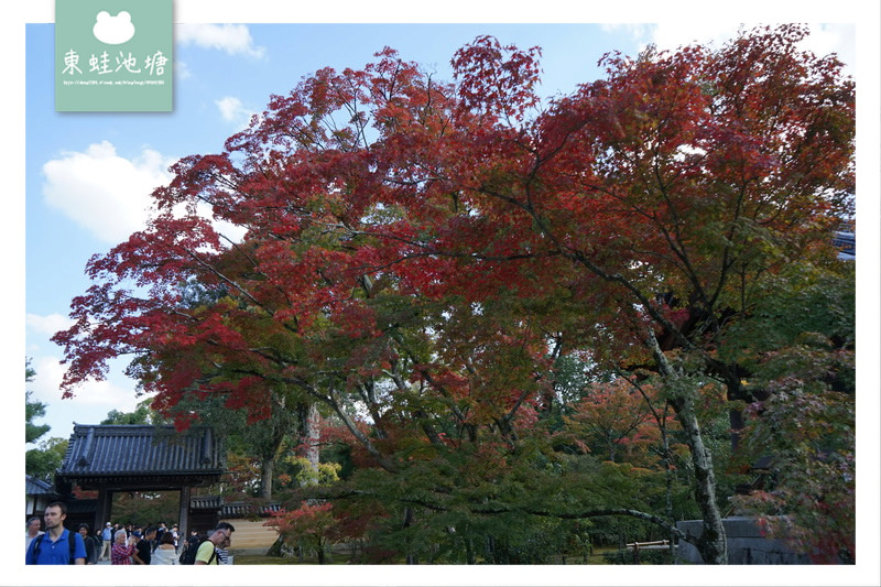【京都景點推薦】世界文化遺產 古都京都的文化財 鹿苑寺 金閣寺